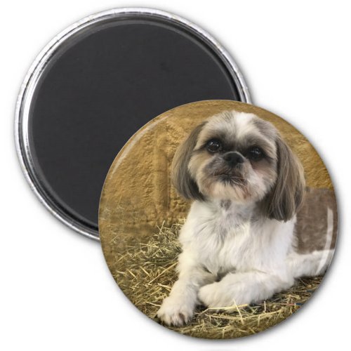 Shih Tzu Magnet 2