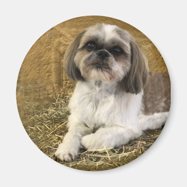 Shih Tzu Magnet 2 (Front)