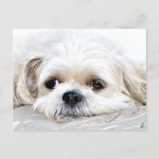Shih Tzu miss you postcard