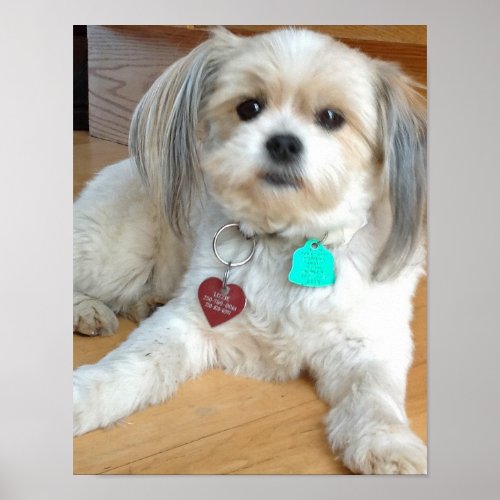 Shih Tzu mix Named Liz Poster