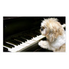 Shih Tzu piano lessons