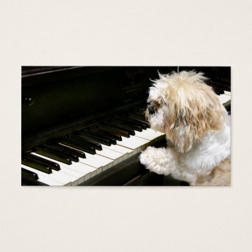 Shih Tzu piano lessons Business Cards
