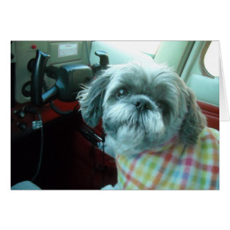 Shih Tzu pilot Cards
