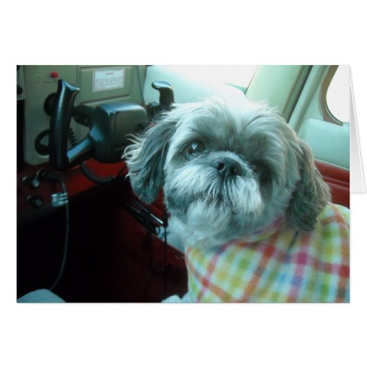 Shih Tzu pilot Cards (Front Horizontal)