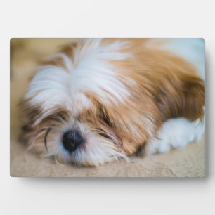 Shih Tzu Plaque