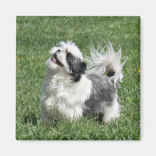 shih tzu playing magnet