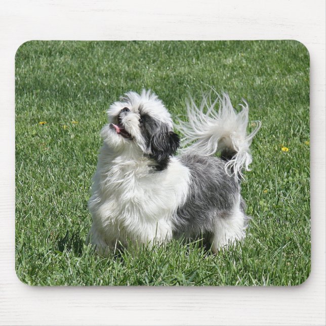shih tzu playing mouse pad (Front)