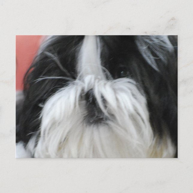 Shih Tzu  Postcard (Front)