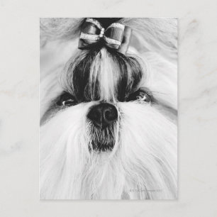 Shih Tzu Postcard
