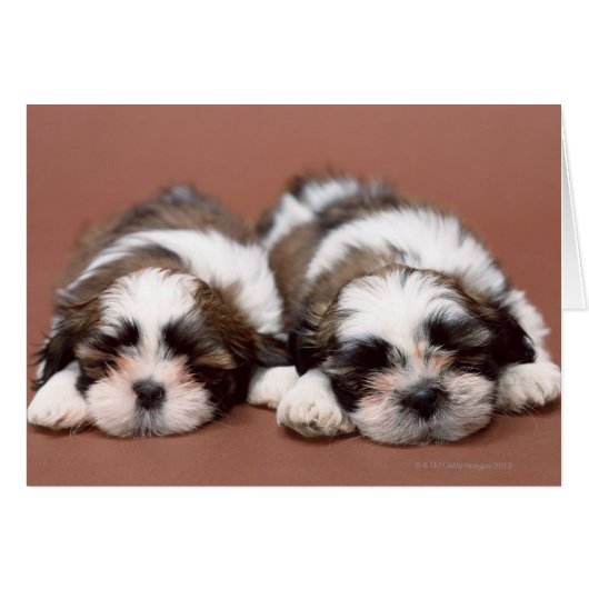 Shih Tzu Puppies (Front Horizontal)