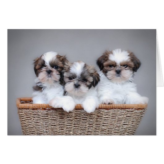 Shih Tzu puppies Cards (Front Horizontal)