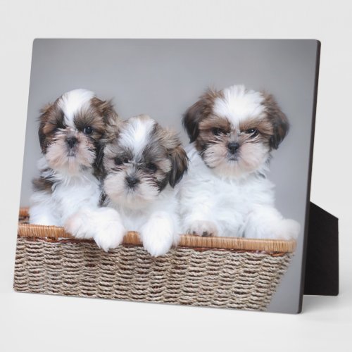 Shih Tzu puppies Plaque