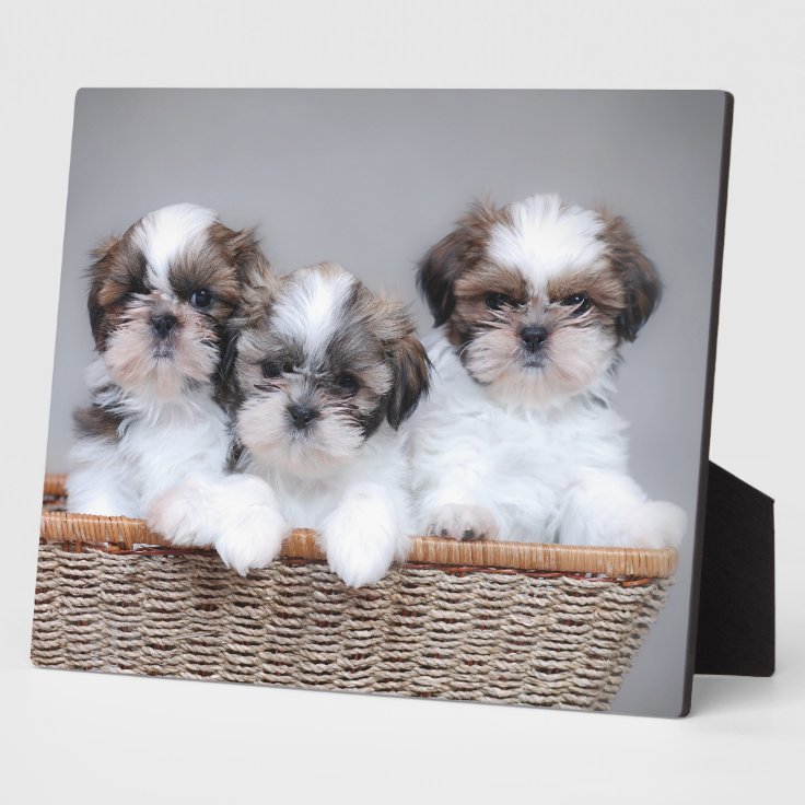 Shih Tzu puppies Plaque | Zazzle