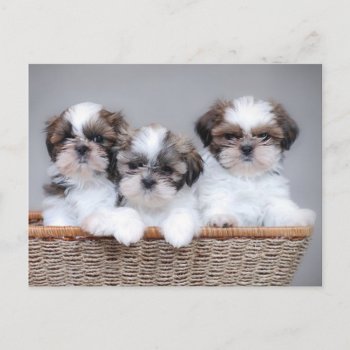 Shih Tzu Puppies Postcard by petsArt at Zazzle