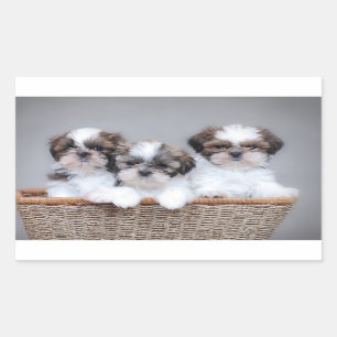 Shih Tzu puppies Rectangular Sticker