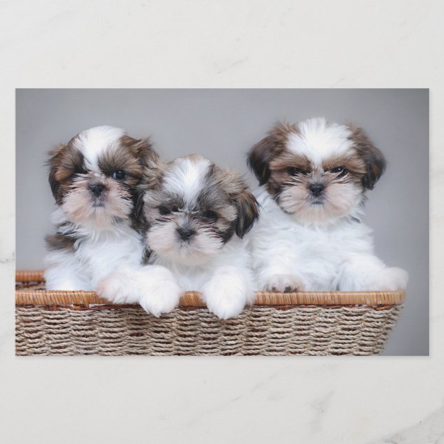 Shih Tzu puppies Stationery (Front)