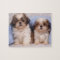 Shih Tzu puppies under a checked blanket