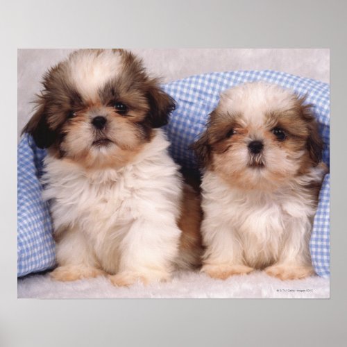 Shih Tzu puppies under a checked blanket Poster