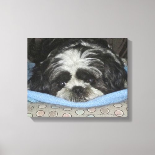 Shih Tzu Puppy Canvas Art to Warm Your Heart