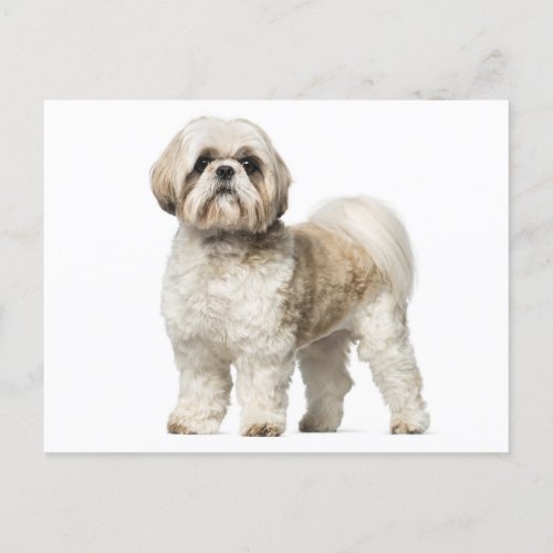 Shih Tzu Puppy Dog _ Hello Love Miss You Postcard