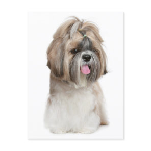 Shih Tzu Puppy Dog - Love, Hello, Thinking Of You Postcard