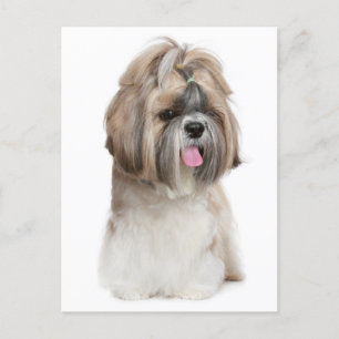 Shih Tzu Puppy Dog - Love, Hello, Thinking Of You Postcard