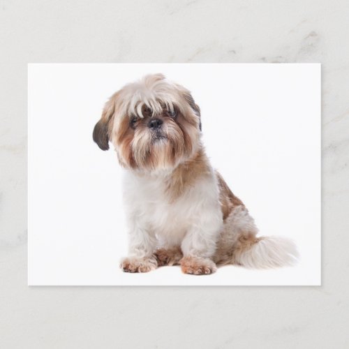 Shih Tzu Puppy Dog Postcard