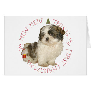 Shih Tzu Puppy First Christmas Cards