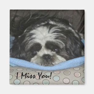 Shih Tzu Puppy Magnet - Order as is or Personalize