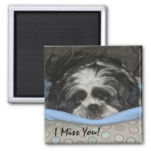 Shih Tzu Puppy Magnet _ Order as is or Personalize