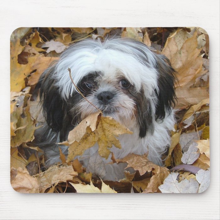 shih tzu puppy mouse pad