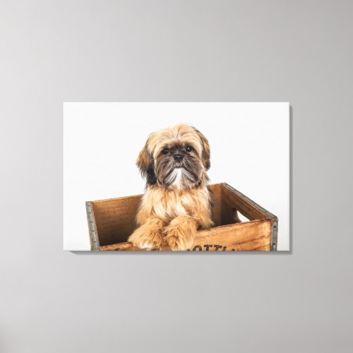 Shih Tzu Puppy Sitting in a Wooden Crate Canvas Print