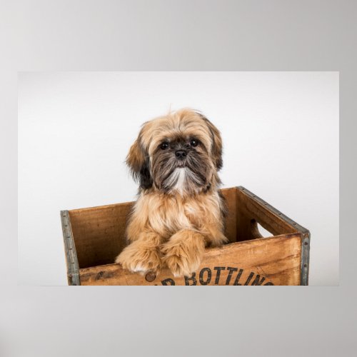 Shih Tzu Puppy Sitting in a Wooden Crate Poster