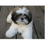 Shih-tzu Puppy Statuette<br><div class="desc">This cute little shih-tzu puppy ornament is a must have for every dog lover!</div>