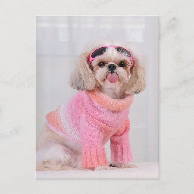 Shih Tzu Puppy - The Razz Postcard (Front)