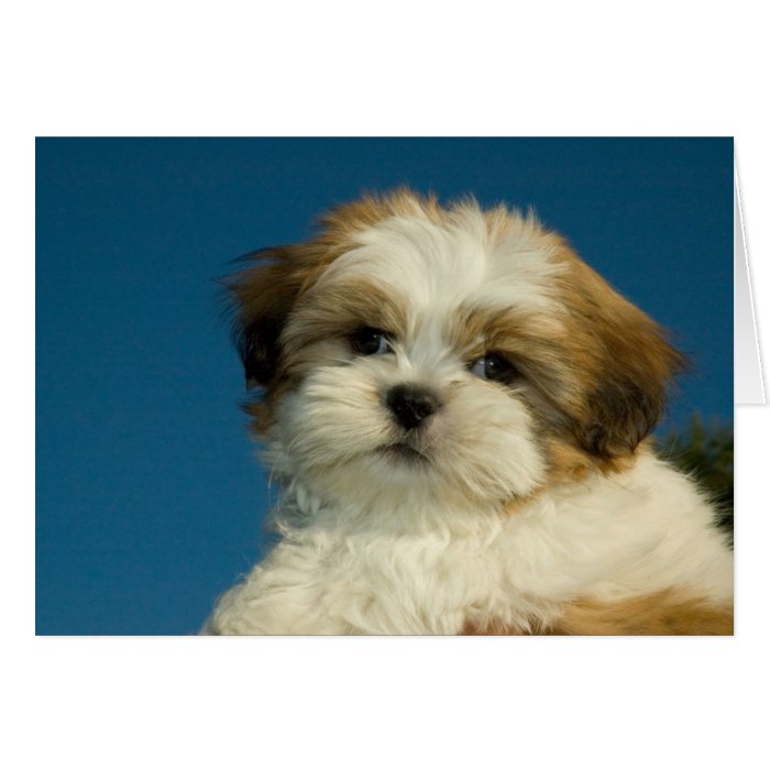 Shih Tzu Puppy "Thinking of you" Card