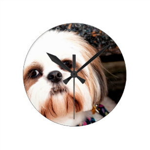 Shih Tzu Art Wall Decor Zazzle