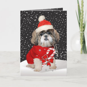 Shih Tzu Santa Season Greetings Holiday Card