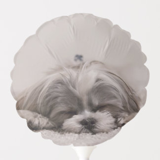 Shih tzu Sleeping Dog, Add your photo Balloon
