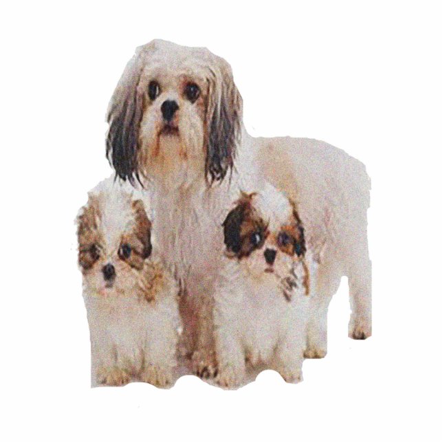 Shih-tzu-t-shirts Cutout (Front)