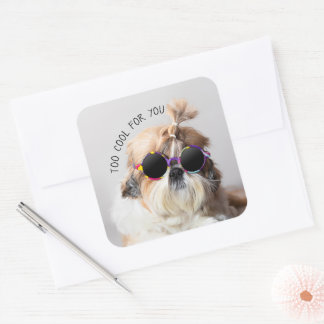 Shih Tzu Too Cool for you Sunglasses Photo Square Sticker