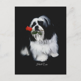 Shih Tzu With Rose Postcard