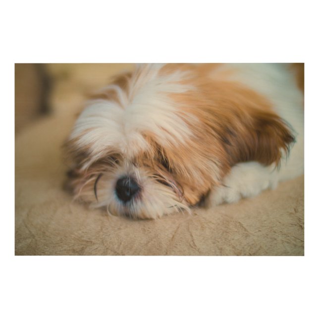 Shih Tzu Wood Wall Art (Front)