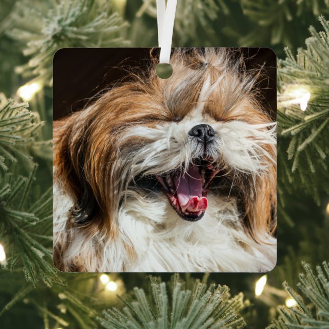 Shih tzu yawning laughing funny cute metal ornament (Insitu)