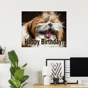 Shih tzu yawning laughing funny Happy birthday Poster