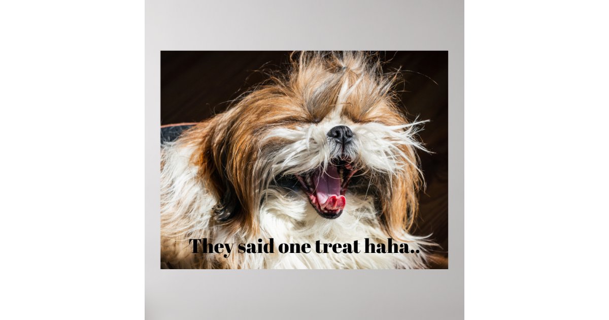 Shih tzu yawning laughing funny text customize poster | Zazzle