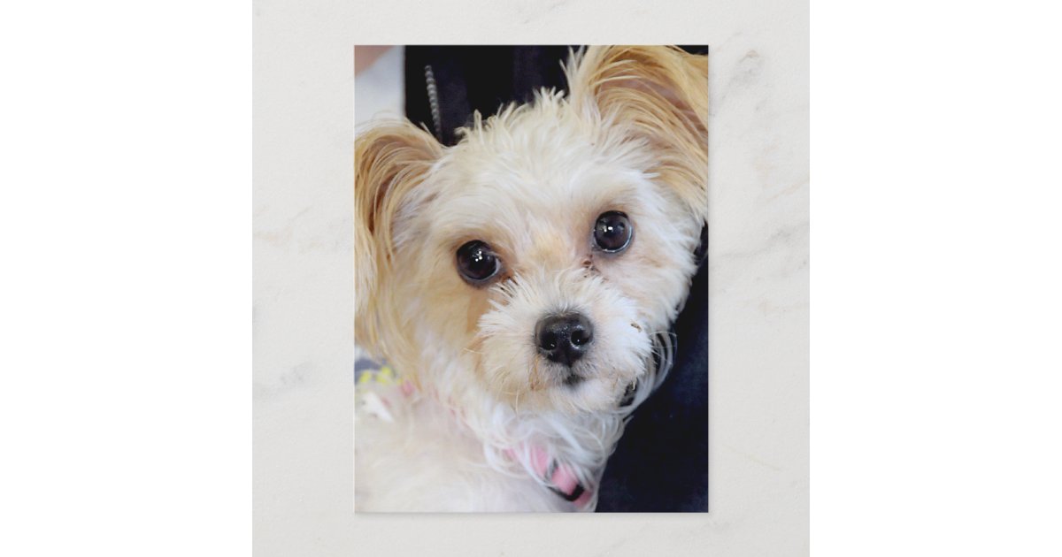 yorkshire terrier mix with shih tzu