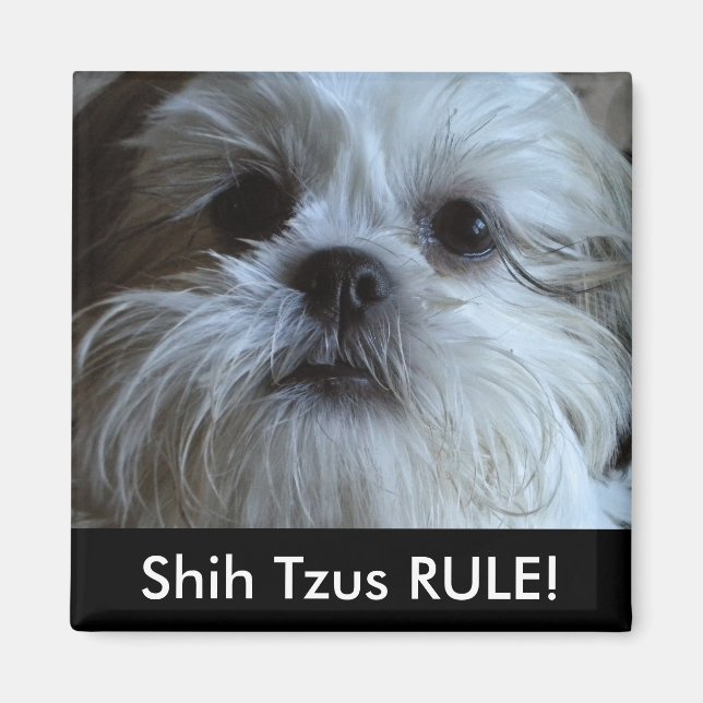 Shih Tzus RULE Refrigerator Magnet (Front)