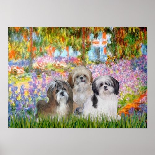 Shih Tzus three _  Garden Poster