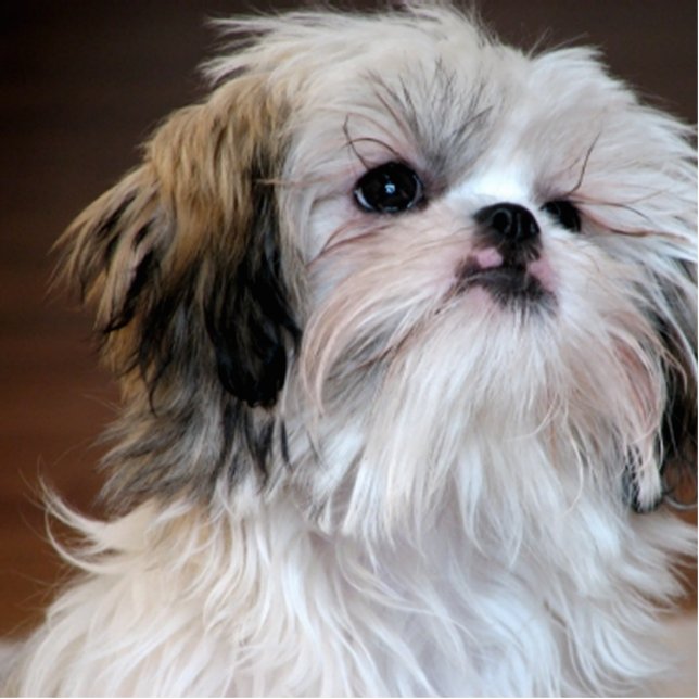 ShihTzu Statuette (Front)